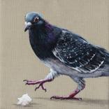 Collection I'm Not A Pigeon, I'm A Flocking Rock Dove!