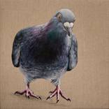 Pigeon B90109 by Robin Pugh