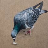 Pigeon B90108 by Robin Pugh