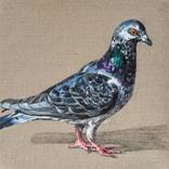 Pigeon B90119 by Robin Pugh