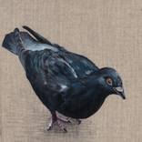 Pigeon B90115 by Robin Pugh