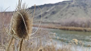 High Desert Spring thumb