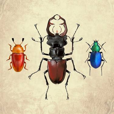 Bugs Insects nature Wall decoration 7 thumb