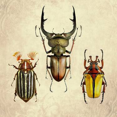 Bugs Insects nature Wall decoration 5 thumb