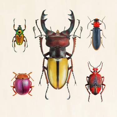 Bugs Insects nature Wall decoration 4 thumb