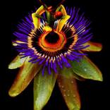 Collection INNER FLOWERS PHOTOGRAPHY 