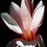 Collection INNER FLOWERS PHOTOGRAPHY 