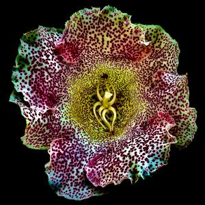 Collection INNER FLOWERS PHOTOGRAPHY 