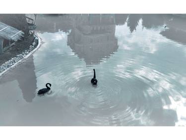 Black Swans (Limited edition of 7 prints) thumb