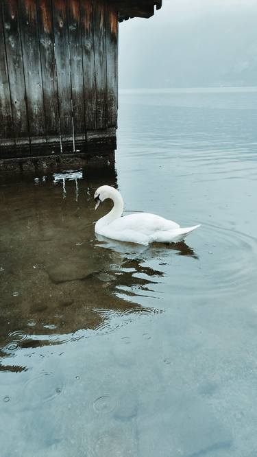 Print of Photorealism Animal Photography by LanaV Art