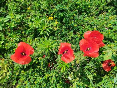 Print of Photorealism Botanic Photography by LanaV Art