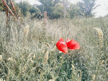 Print of Expressionism Botanic Photography by LanaV Art