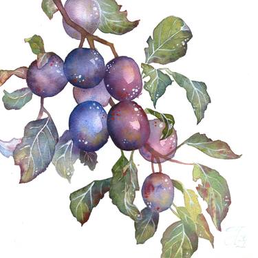 Plum Branch. Original watercolor painting. Purple blue plum fruit thumb