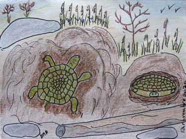 A Turtle's Winter Home thumb