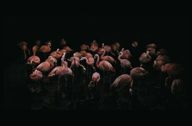 Flamingos In A Room thumb