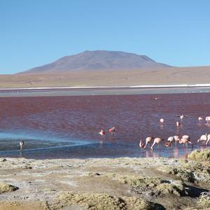 Collection Bolivian wildlife