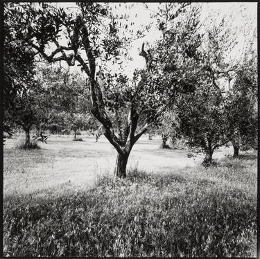 Olive trees II - Limited Edition of 12 thumb