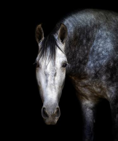 Lusitano horse - Limited Edition 1 of 8 thumb