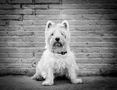 Original Figurative Dogs Photography by Alessandra Saccà