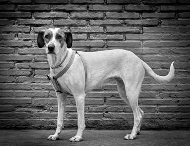 Original Figurative Dogs Photography by Alessandra Saccà