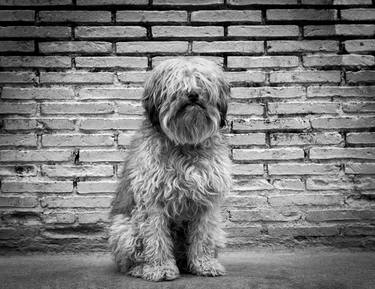 Original Figurative Dogs Photography by Alessandra Saccà