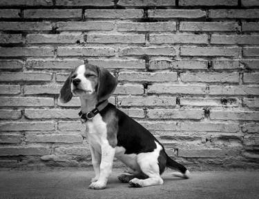 Original Dogs Photography by Alessandra Saccà