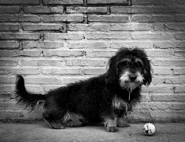 Original Figurative Dogs Photography by Alessandra Saccà