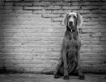 Original Figurative Dogs Photography by Alessandra Saccà