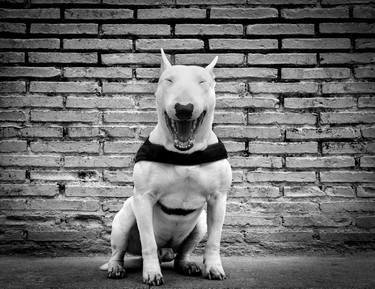 Original Figurative Dogs Photography by Alessandra Saccà