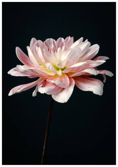 Pink Dahlia Flower, Botanical Art Print, thumb