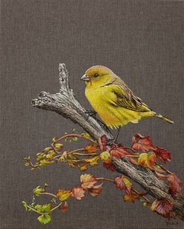 The Bird. Yellow Canary. thumb
