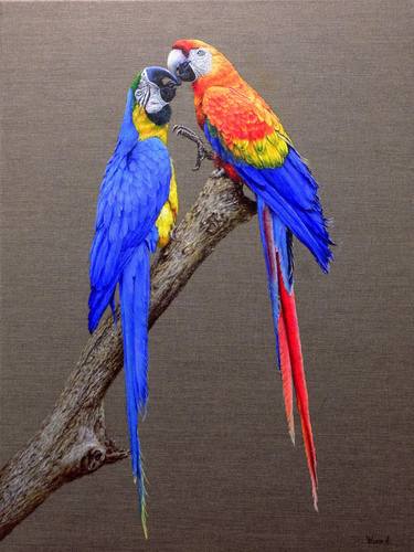 Two Ara Macaws in love. thumb