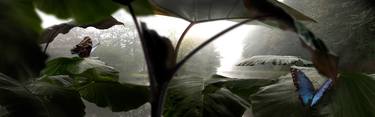 Morpho Helenor thumb