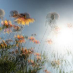 Collection Synonyms for Wild-flowers