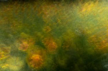 Original Abstract Botanic Photography by Toni Toscano