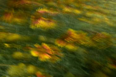 Original Abstract Botanic Photography by Toni Toscano