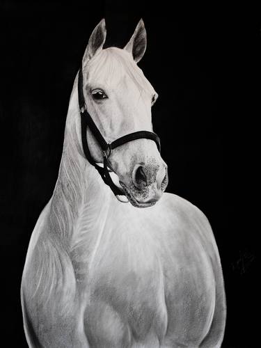 Print of Fine Art Horse Drawings by Mariam Darchiashvili