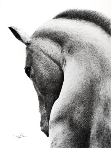 Print of Photorealism Horse Drawings by Mariam Darchiashvili