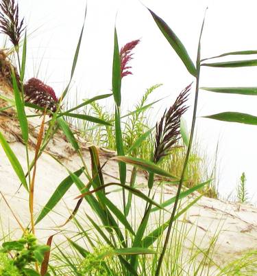 Beach Grass thumb