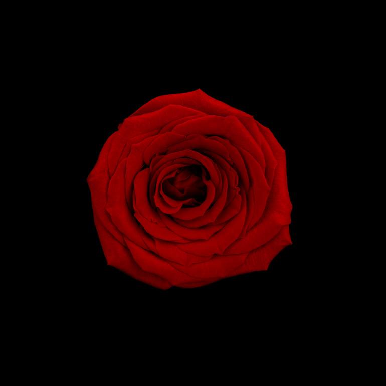 Red rose. Black background. Photography by Seras Reine | Saatchi Art