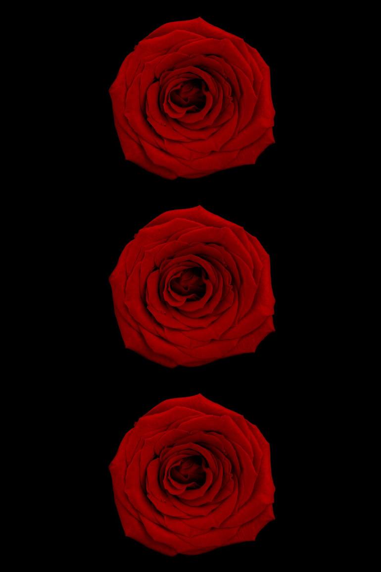 Three buds off red roses. Black background. Photography by Seras Reine |  Saatchi Art