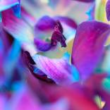 Watercolor lilies by Elizabeth Ramirez