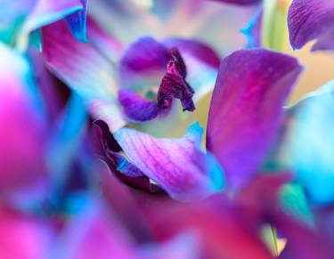 Watercolor lilies thumb