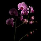 Orchids emerging from darkness by Elizabeth Ramirez