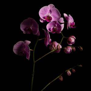 Orchids emerging from darkness