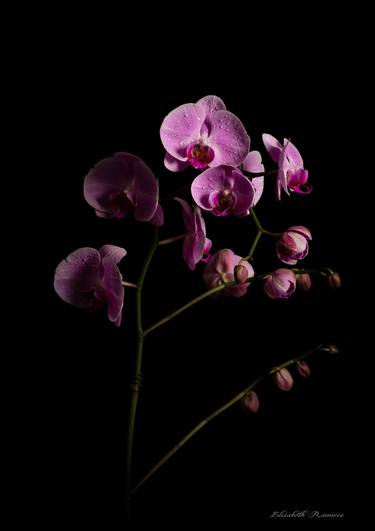 Orchids emerging from darkness thumb