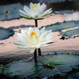 Water Lilies a la Oil Painting by Elizabeth Ramirez