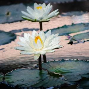 Water Lilies a la Oil Painting