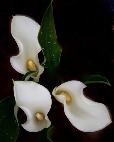 Three Lilies - Limited Edition of 25 thumb