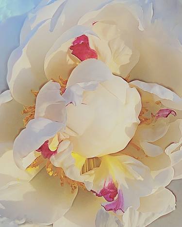Peony - Limited Edition of 25 thumb